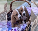Small Photo #3 Basset Hound Puppy For Sale in ORLAND, CA, USA