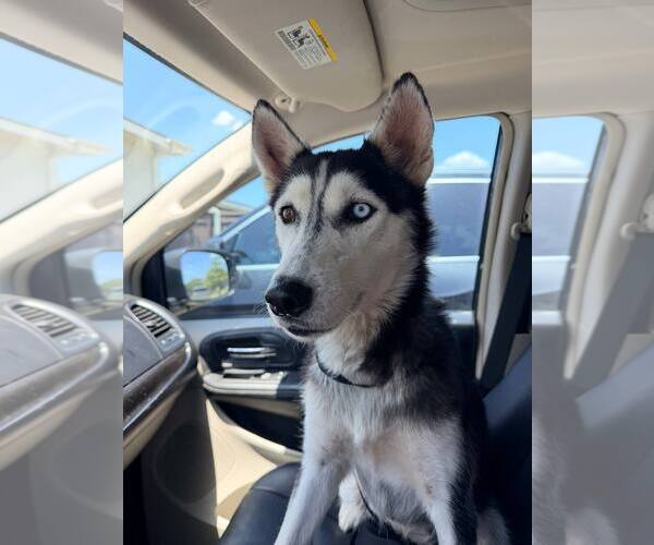 Medium Photo #1 Siberian Husky Puppy For Sale in Carrollton, TX, USA