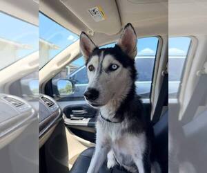 Siberian Husky Dogs for adoption in Carrollton, TX, USA