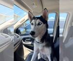 Small Siberian Husky
