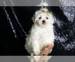 Puppy 8 Maltipoo (Miniature)