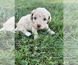 Poodle (Toy) Puppy for sale in HARLAN, IA, USA