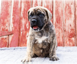 Small #15 Mastiff