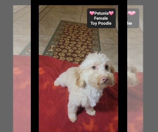 Medium Photo #4 Havanese-Zuchon Mix Puppy For Sale in TUCSON, AZ, USA