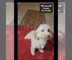 Petunia - Female Havanese-Zuchon Mix Puppy for Sale - Photo #4