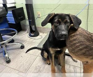 German Shepherd Dog-Unknown Mix Dogs for adoption in Grand Prairie, TX, USA