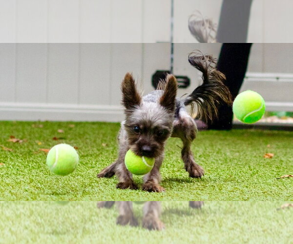 Medium Photo #3 Cairn Terrier-Unknown Mix Puppy For Sale in Canton, CT, USA