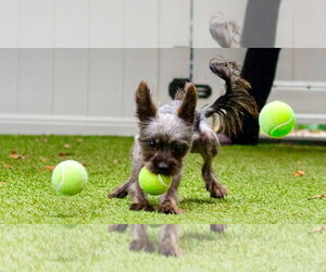 Junior - Male Cairn Terrier-Unknown Mix Dog for Adoption - Photo #3