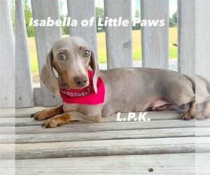 Mother of the Dachshund puppies born on 04/02/2026