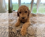 Small Photo #2 Goldendoodle Puppy For Sale in BROOKS, OR, USA