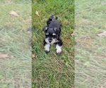 Small Photo #3 Schnauzer (Miniature) Puppy For Sale in WHEELER, WI, USA