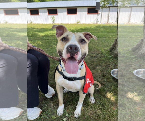 Medium Photo #4 American Bulldog-Unknown Mix Puppy For Sale in Perth Amboy, NJ, USA