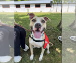 Small #3 American Bulldog Mix
