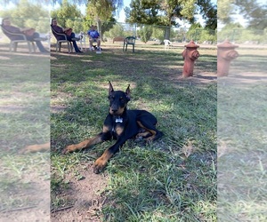 Doberman Pinscher Puppy for sale in PALMDALE, CA, USA