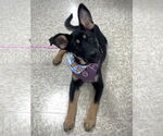 Small German Shepherd Dog Mix