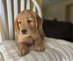 Small #7 Golden Retriever