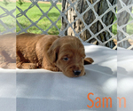 Small Photo #2 Goldendoodle (Miniature) Puppy For Sale in GRIDLEY, KS, USA