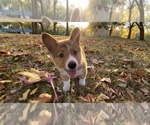 Small #8 Pembroke Welsh Corgi
