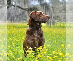 Small #3 Labrador Retriever-Mountain Cur Mix