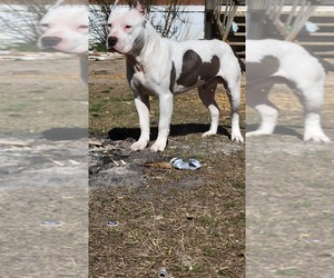 American Bully Puppy for sale in SANFORD, NC, USA