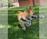Small #5 Pembroke Welsh Corgi