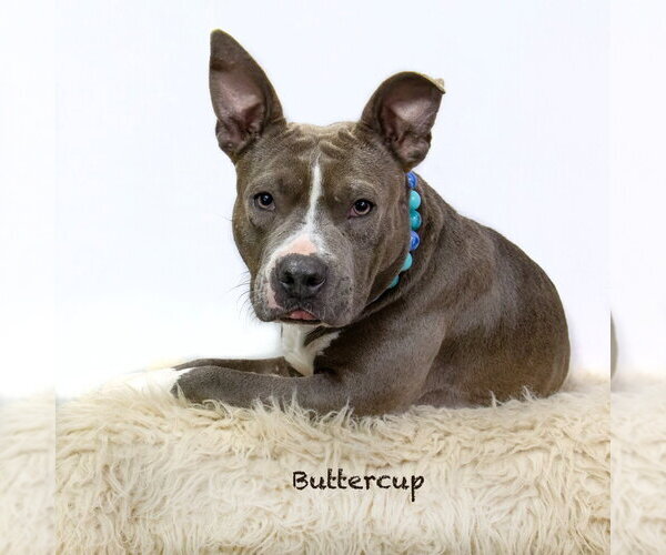 Medium Photo #1 Staffordshire Bull Terrier Puppy For Sale in Hot Springs Village, AR, USA