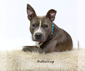 Staffordshire Bull Terrier Dogs for adoption in Hot Springs Village, AR, USA