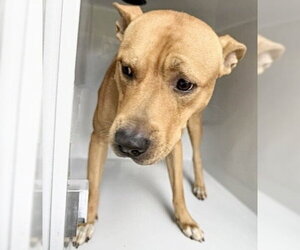 Staffordshire Bull Terrier Dogs for adoption in Houston, TX, USA