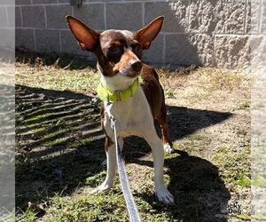 Josie - Female Chihuahua-Unknown Mix Dog for Adoption - Photo #2