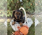 Demi - Female Dachshund Puppy for Sale - Photo #4