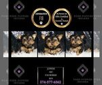 Puppy Jupiter F1B Morkie