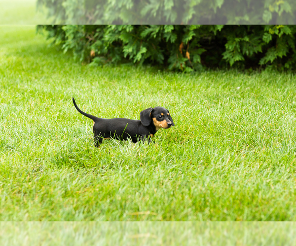 Medium Photo #3 Dachshund Puppy For Sale in MILFORD, IN, USA