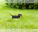 Small #2 Dachshund