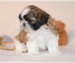 Shih Tzu Puppy for sale in SWAN VALLEY, MT, USA