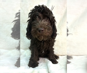 Boykin Spaniel-Poodle (Miniature) Mix Puppy for sale in CLEVELAND, GA, USA