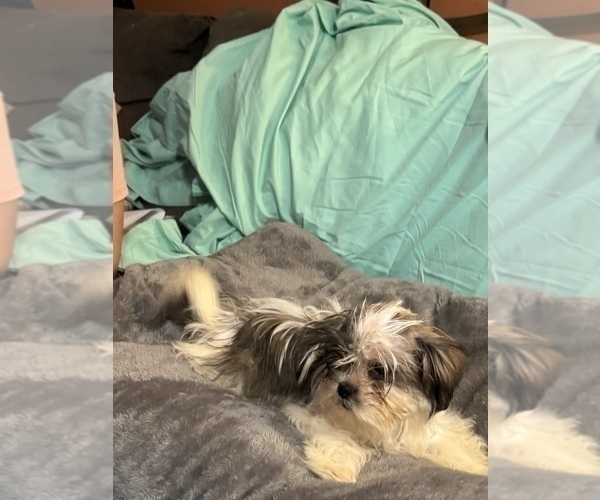 Medium Photo #4 Shih Tzu Puppy For Sale in BROOKLET, GA, USA