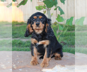 Cavalier King Charles Spaniel Puppy for Sale in STANLEY, Wisconsin USA