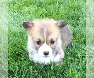 Pembroke Welsh Corgi Puppy for sale in HAVEN, KS, USA