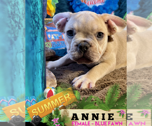 French Bulldog Puppy for sale in HEATHROW, FL, USA
