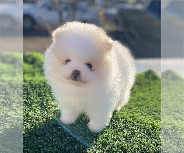Medium Photo #8 Pomeranian Puppy For Sale in MIAMI, FL, USA