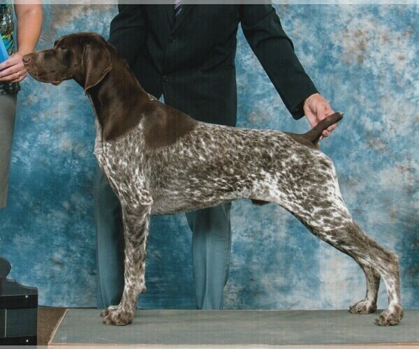 Medium Photo #1 German Shorthaired Pointer Puppy For Sale in WARSAW, NY, USA