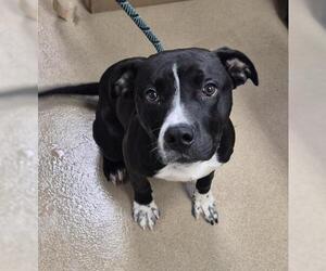 Mutt Dogs for adoption in Decatur, IL, USA
