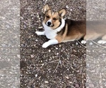 Small Photo #1 Aussie-Corgi Puppy For Sale in DRY FORK, UT, USA