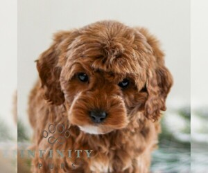 Goldendoodle (Miniature) Puppy for sale in LITITZ, PA, USA