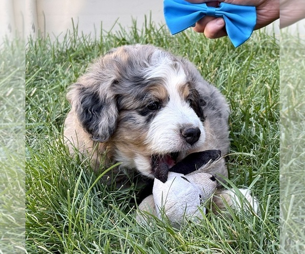 Medium Photo #8 Bernedoodle (Miniature) Puppy For Sale in ROY, UT, USA