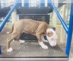 Small #3 American Pit Bull Terrier