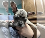 Small Photo #21 Boston Terrier-Faux Frenchbo Bulldog Mix Puppy For Sale in ROUND LAKE, IL, USA