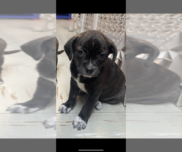 Medium Photo #1 Chug Puppy For Sale in Aurora, IN, USA