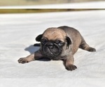 Small #2 Pug