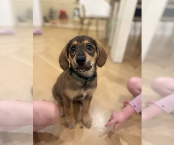 Medium Photo #1 Mutt Puppy For Sale in Brooklyn, NY, USA